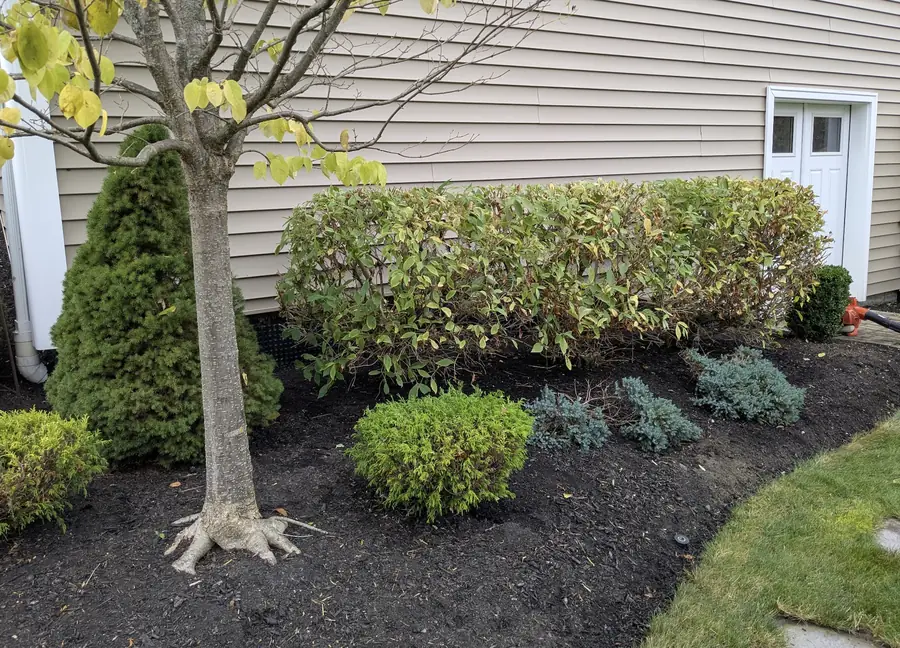 The same bed after shrub trimming and fresh black mulch
